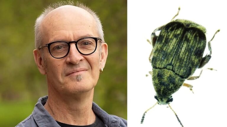 Görans gamla skalbaggar lär oss om evolution, sex och längre liv i realtid